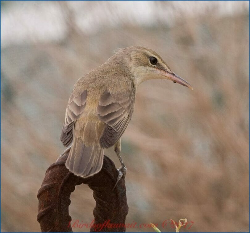 Basra Reed Warbler perched on a a steel wedge