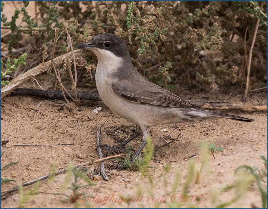 Eastern Orphean Warbler perched on the ground