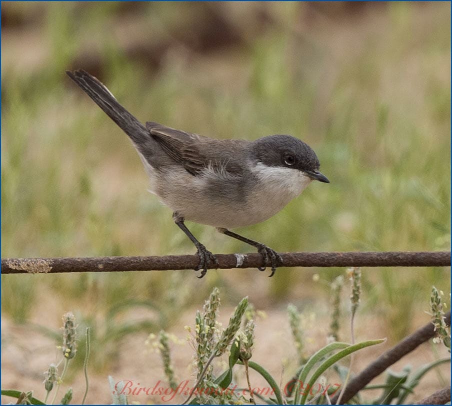 Hume's Whitethroat perched on a steel rod