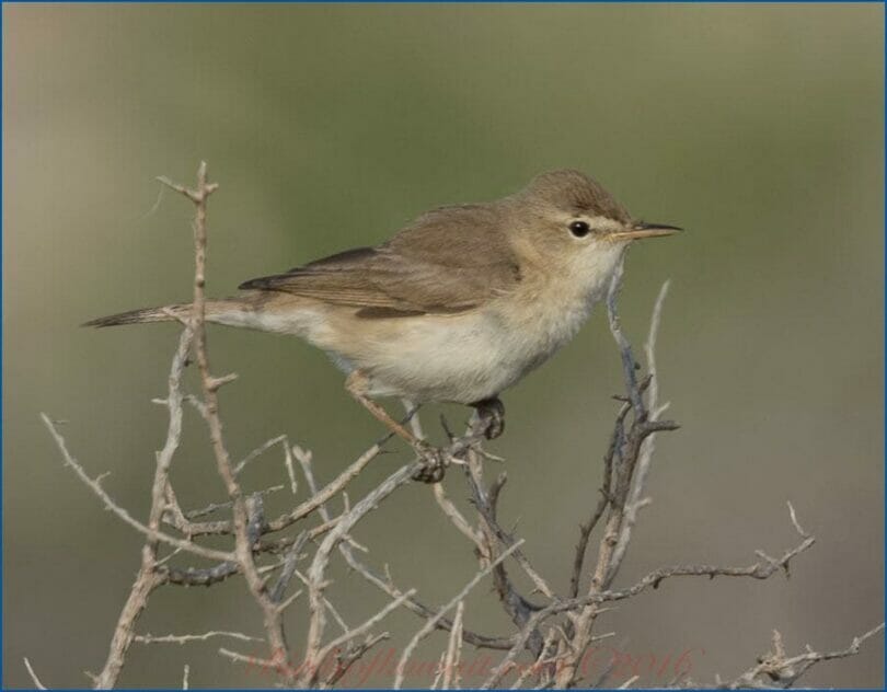 Sykes's Warbler perched on a branch of a bush