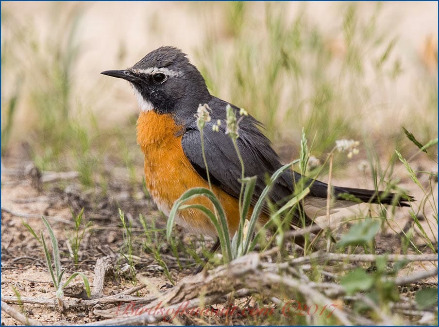 White-throated Robin Irania gutturalis