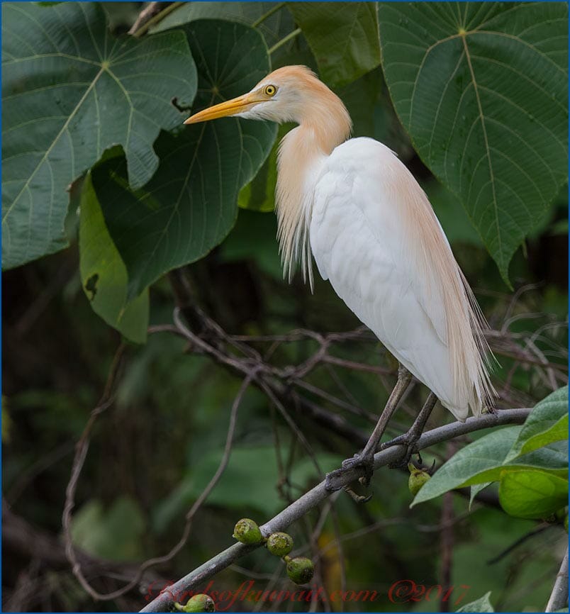 Eastern Cattle Egret (Bubulcus coromandus)