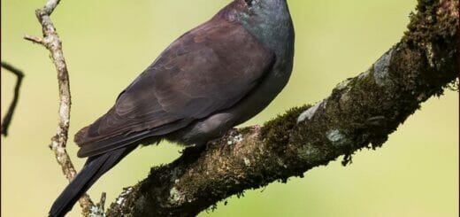 Nilgiri Wood pigeon perched on a branch of a tree