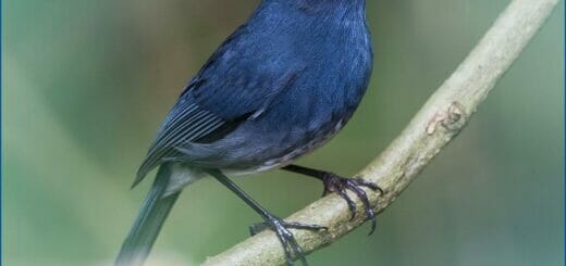 White-bellied Blue Robin perched on a branch of a tree