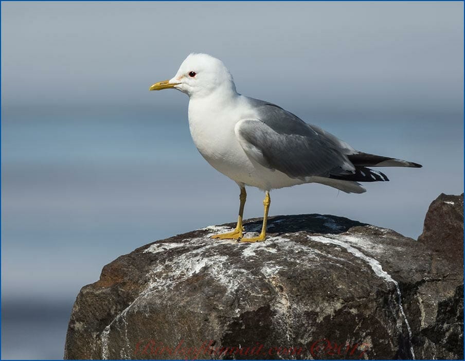 Common Gull standing on a rock