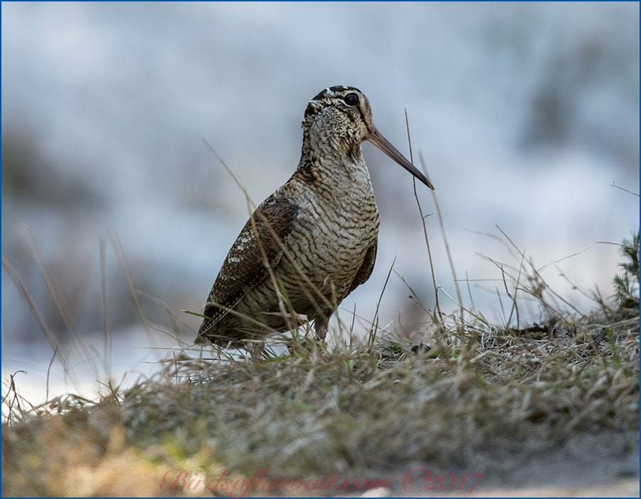 Eurasian Woodcock standing on the ground