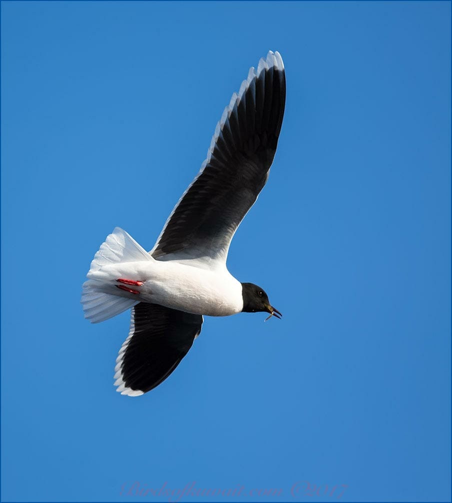 Little Gull in flight