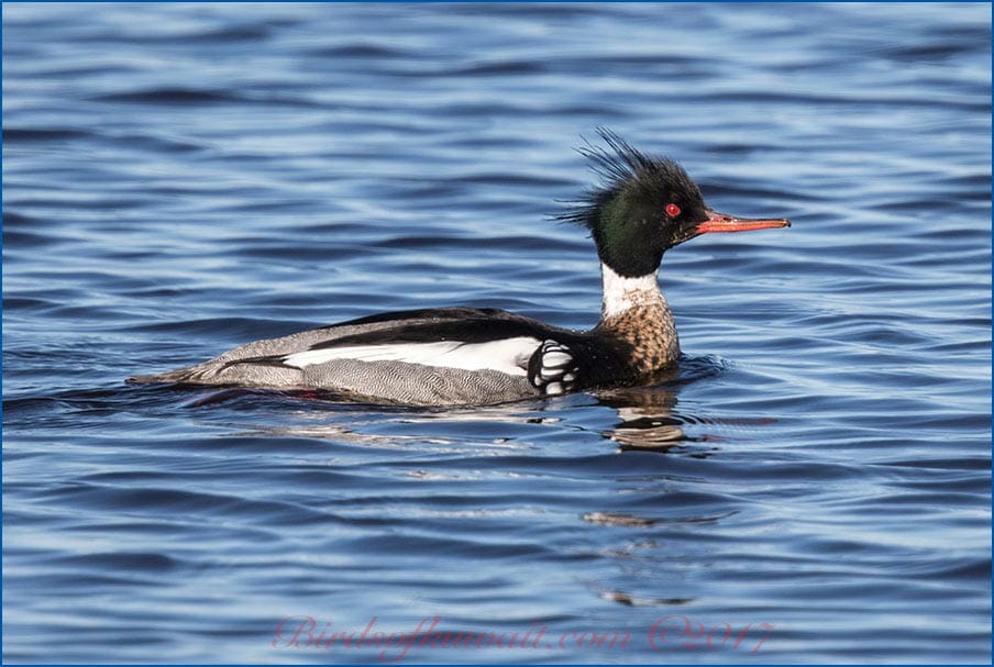 Red-breasted Merganser Mergus serrator