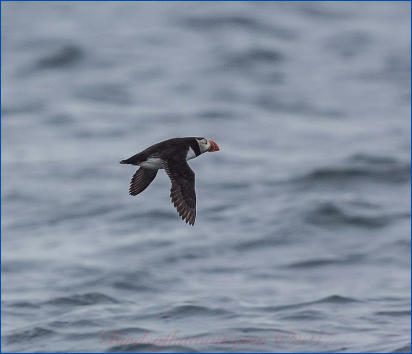 Atlantic Puffin in flight