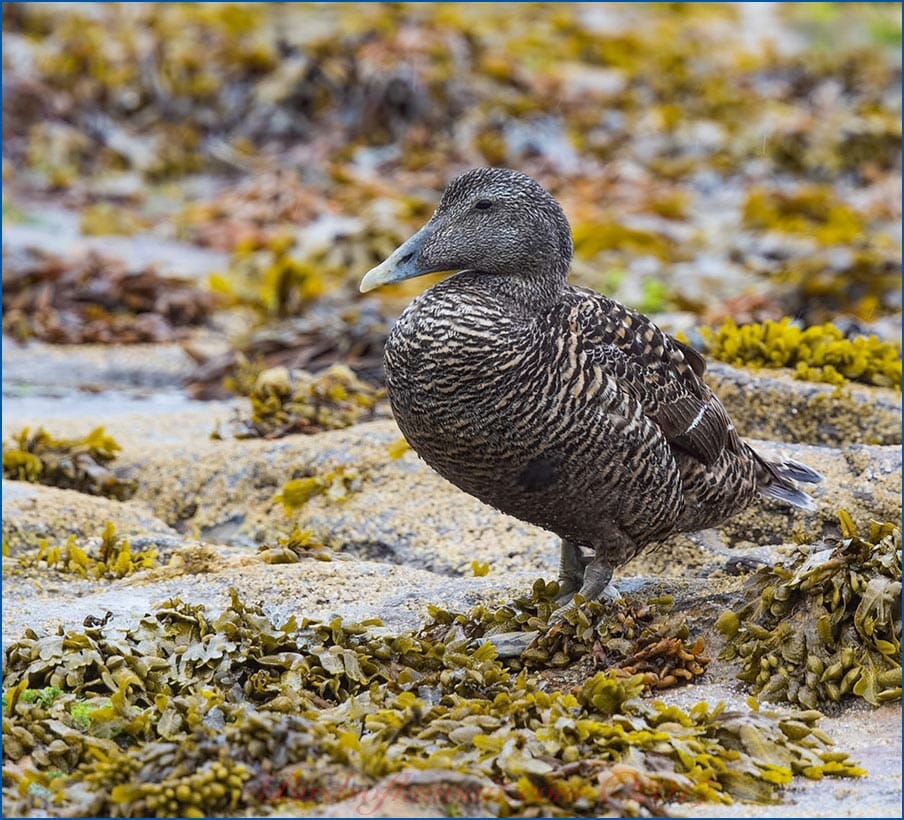 Common Eider standing on the ground