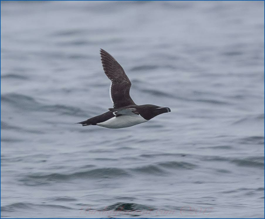 Razorbill in flight