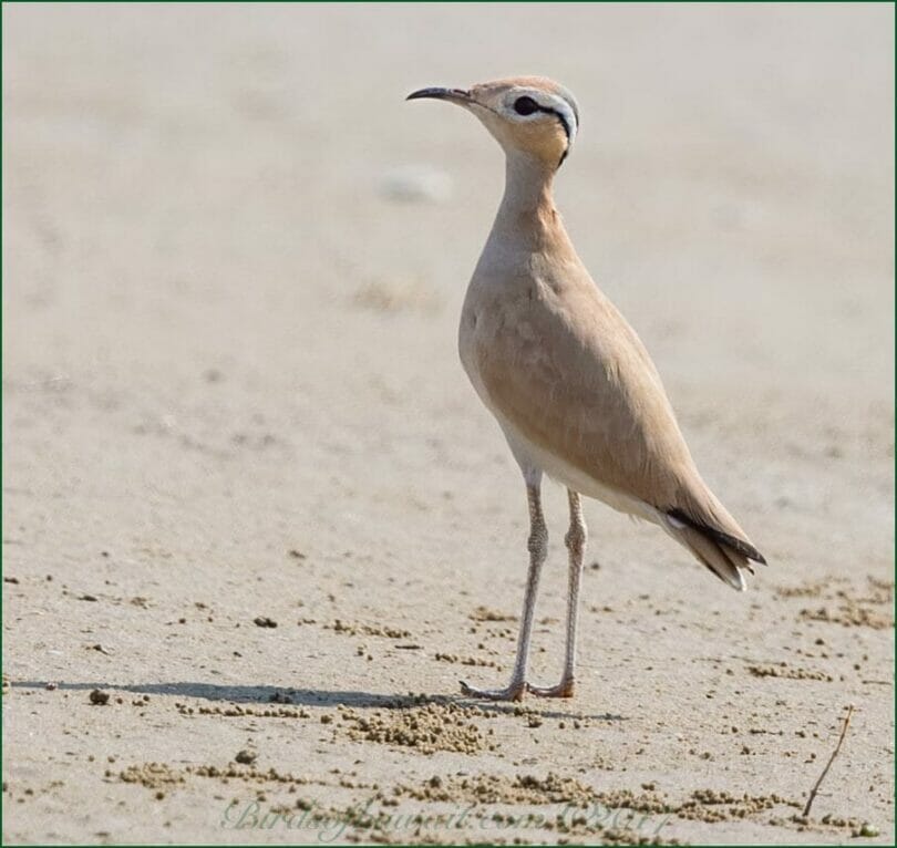 Cream-coloured Courser standing on the ground