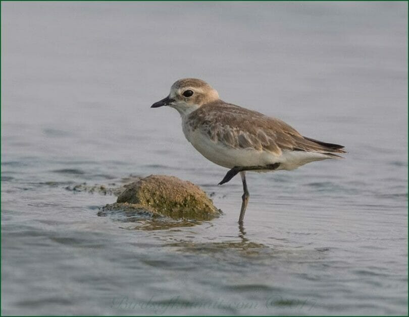 Lesser Sand Plover standing in water