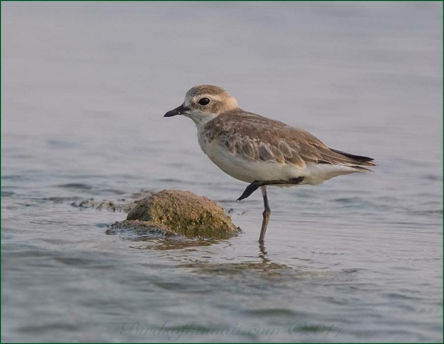Lesser Sand Plover standing in water