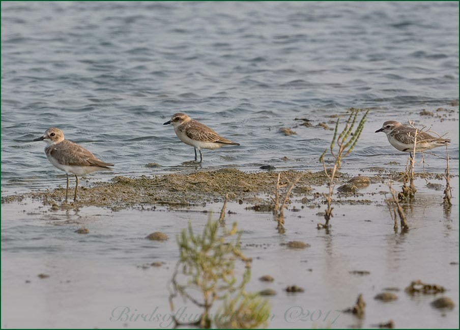 Lesser Sand Plover Charadrius mongolus and Greater Sand Plover Charadrius leschenaultii