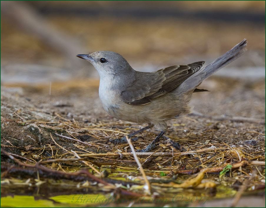 Barred Warbler Sylvia nisoria