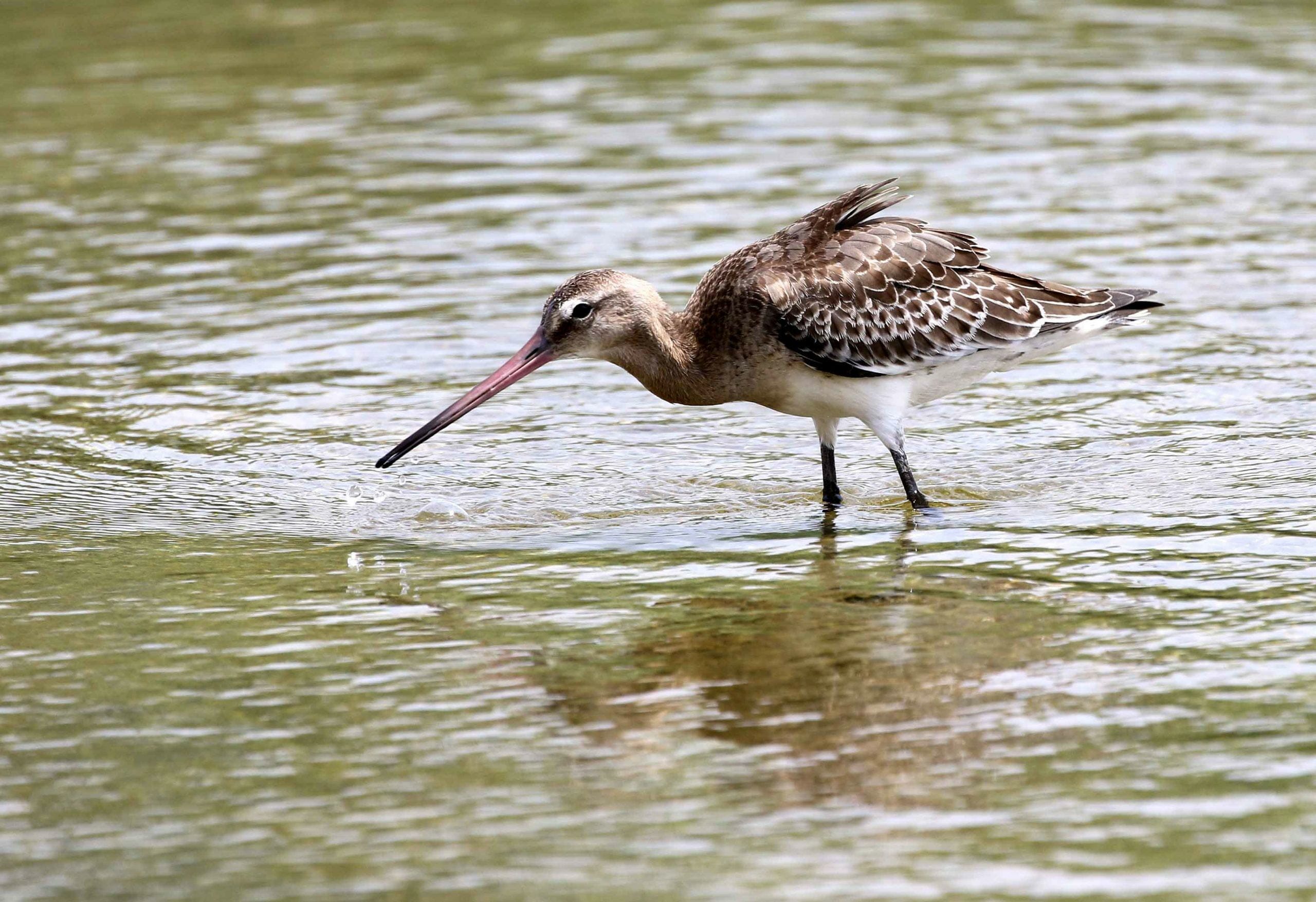 Black-tailed Godwit feeding in water