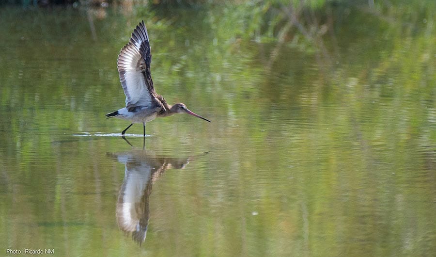 Black-tailed Godwit Limosa limosa