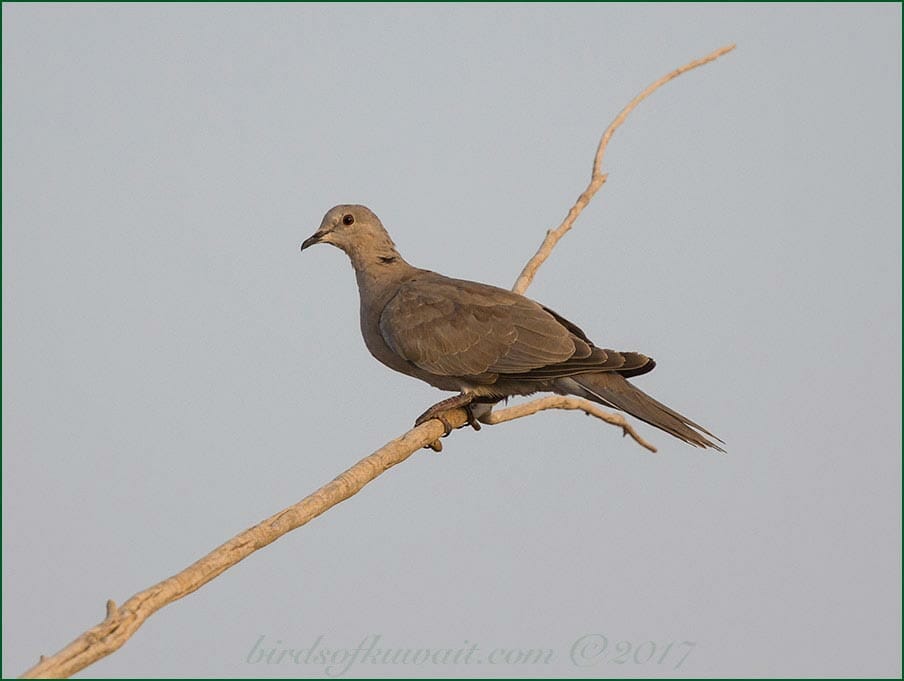 Collared Dove perched on a branch of a tree