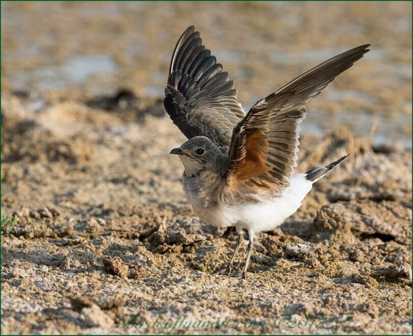 Collared Pratincole raising its wings while on the ground