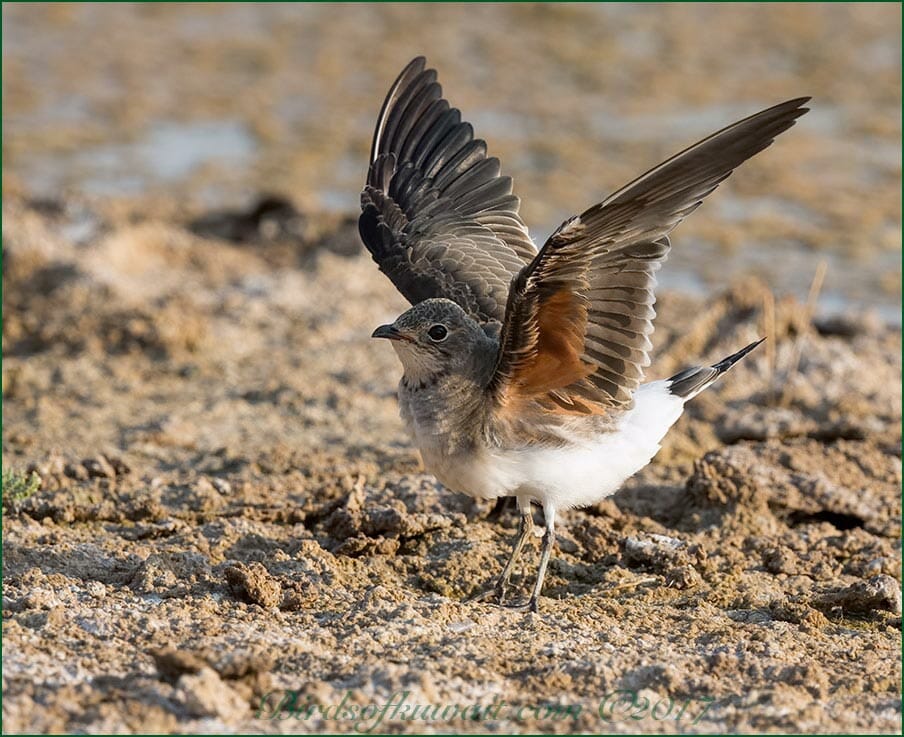 Collared Pratincole Glareola pratincola