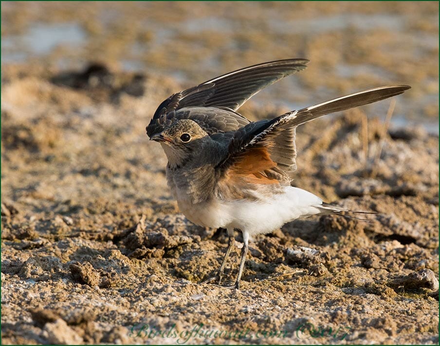Collared Pratincole Glareola pratincola