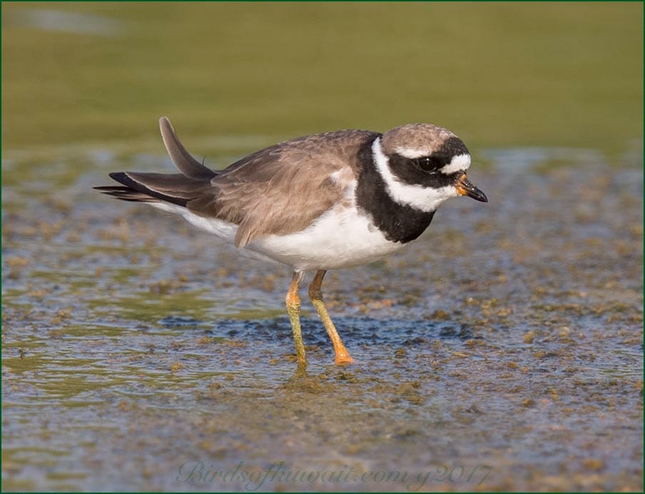 Common Ringed Plover Charadrius hiaticula