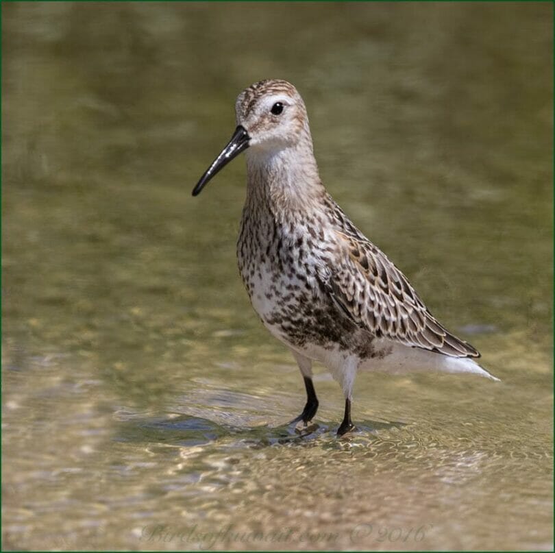 Dunlin standing in water