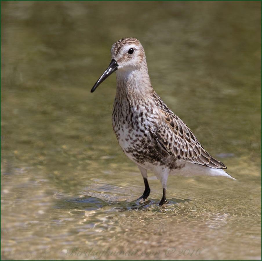 Dunlin standing in water