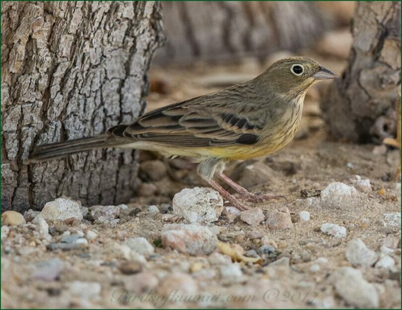 Cinereous Bunting standing on the ground