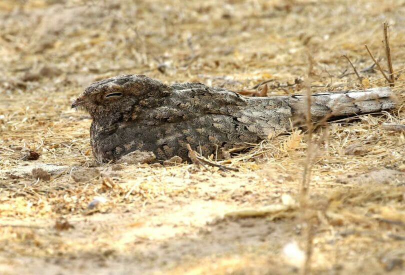Egyptian Nightjar sitting on the ground