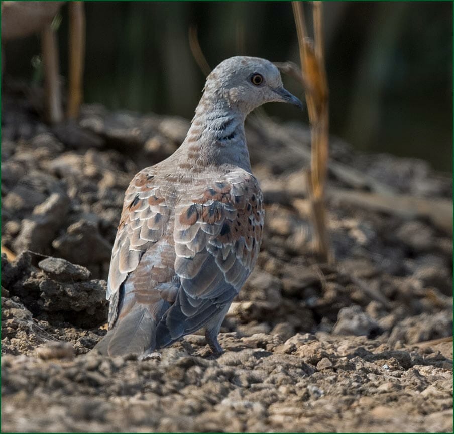 European Turtle Dove Streptopelia turtur arenicola