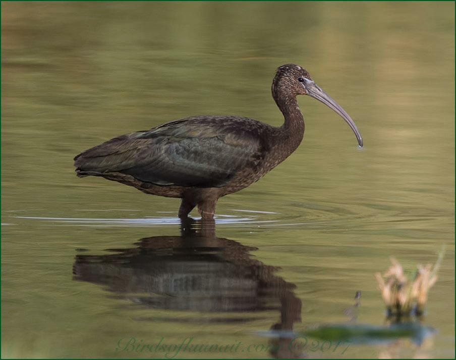 Glossy Ibis standing in water