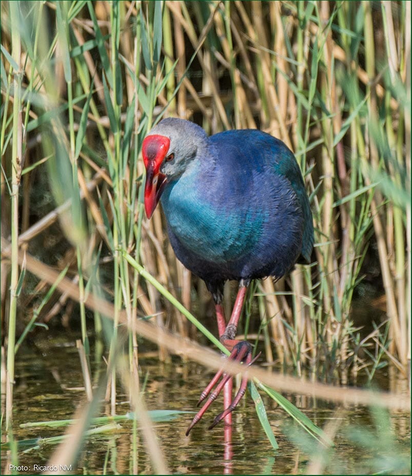 Grey-headed Swamphen Porphyrio poliocephalus