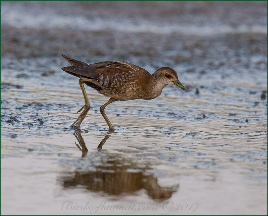 Little CrakeZapornia parva