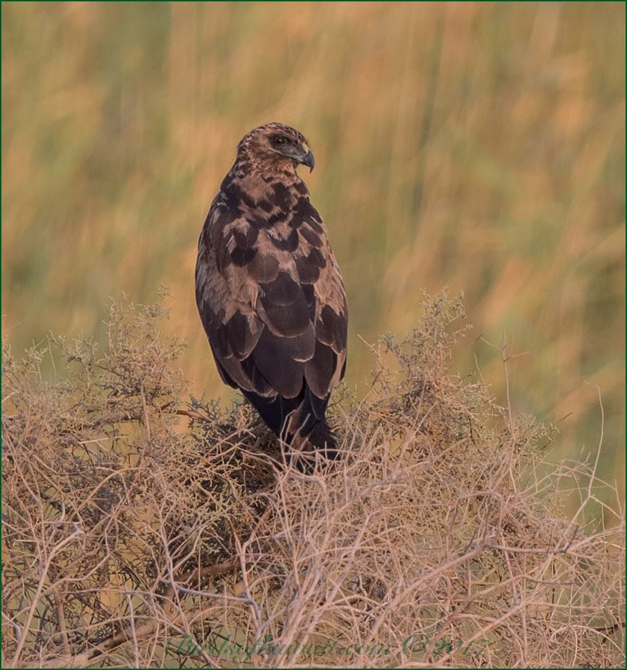 Western Marsh Harrier Circus aeruginosus