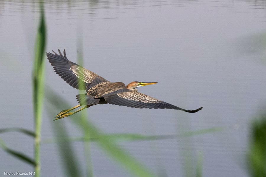 Purple Heron Ardea purpurea