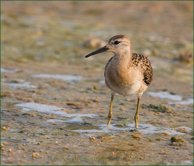Ruff Calidris standing in water