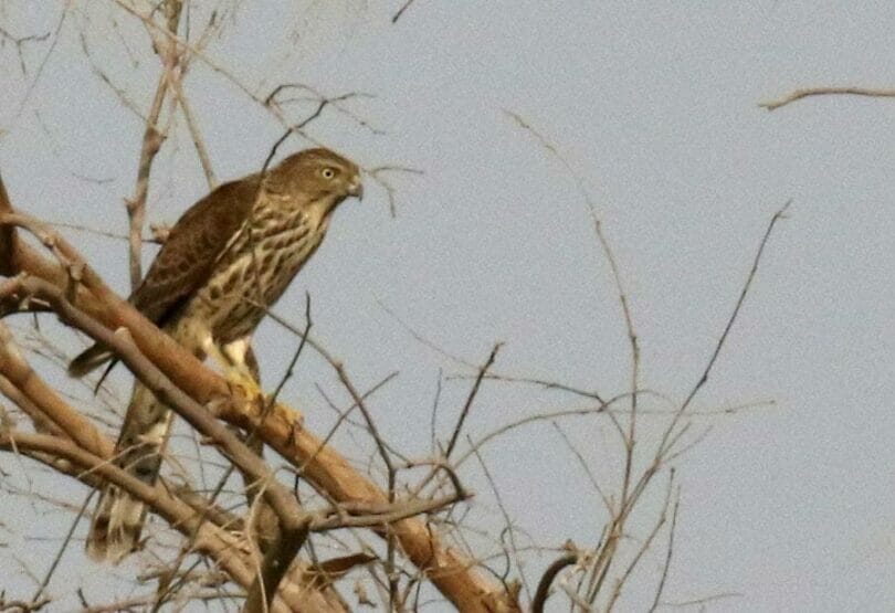 Shikra perched on a branch of a tree
