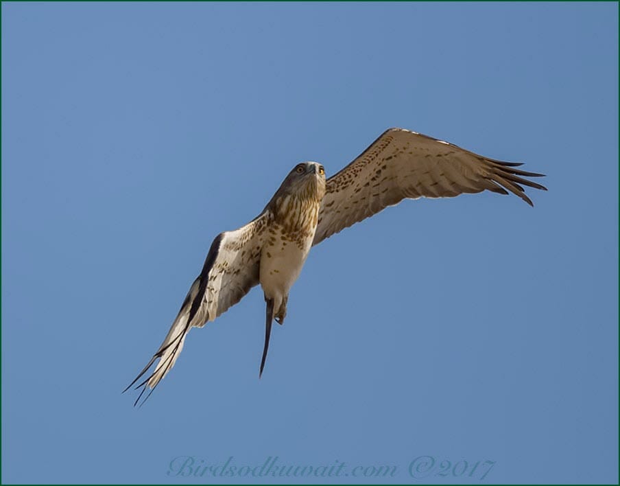 Short-toed Eagle Circaetus gallicus