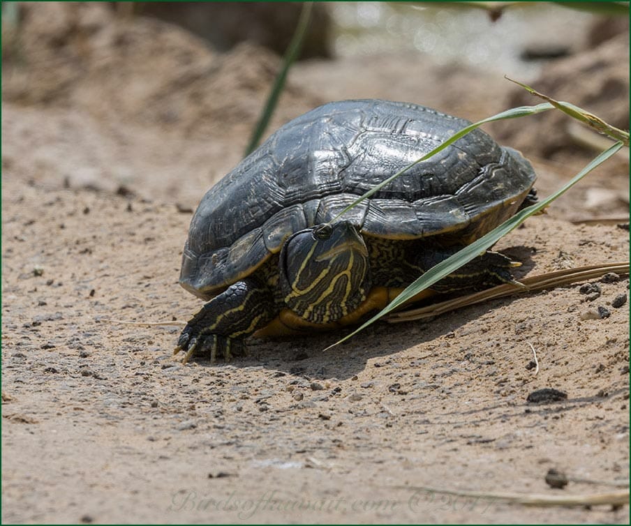 Western Caspian Turtle walking in the open on the ground