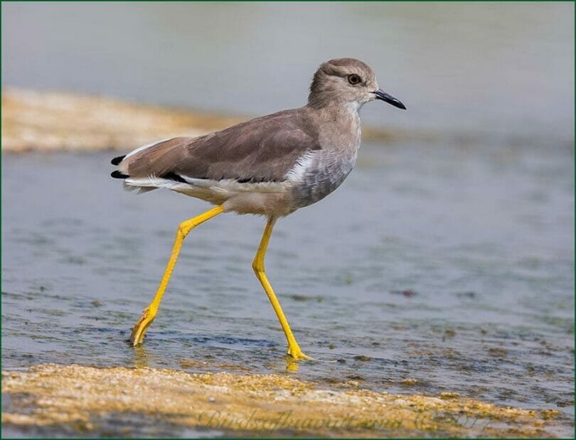 White-tailed Lapwing walking in water