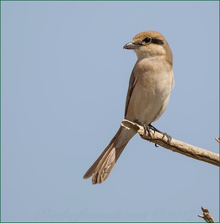 Daurian Shrike Lanius isabellinus