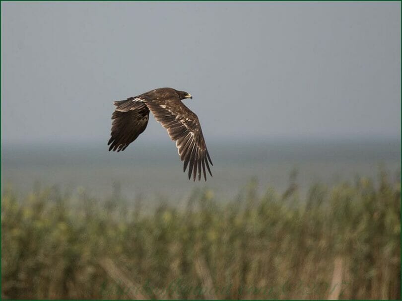Greater Spotted Eagle in flight
