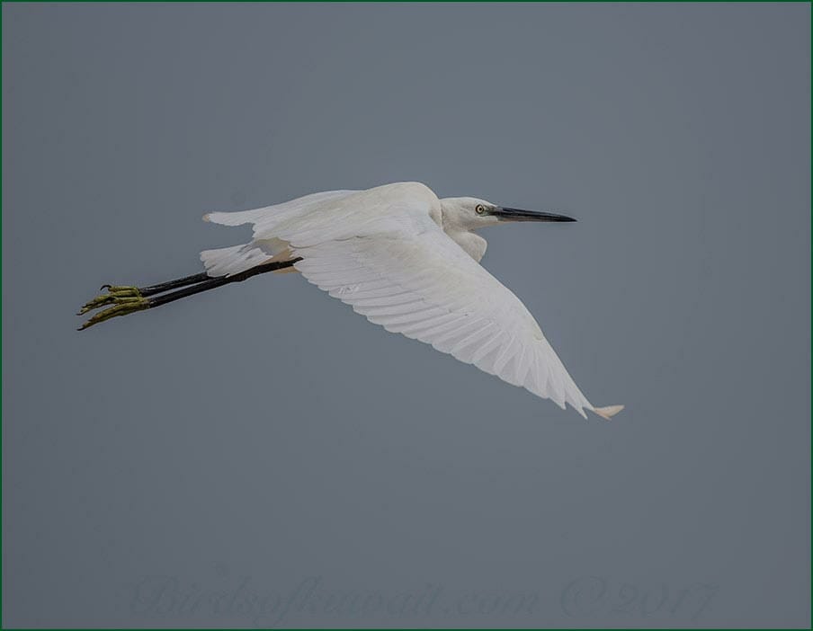 Little Egret Egretta garzetta