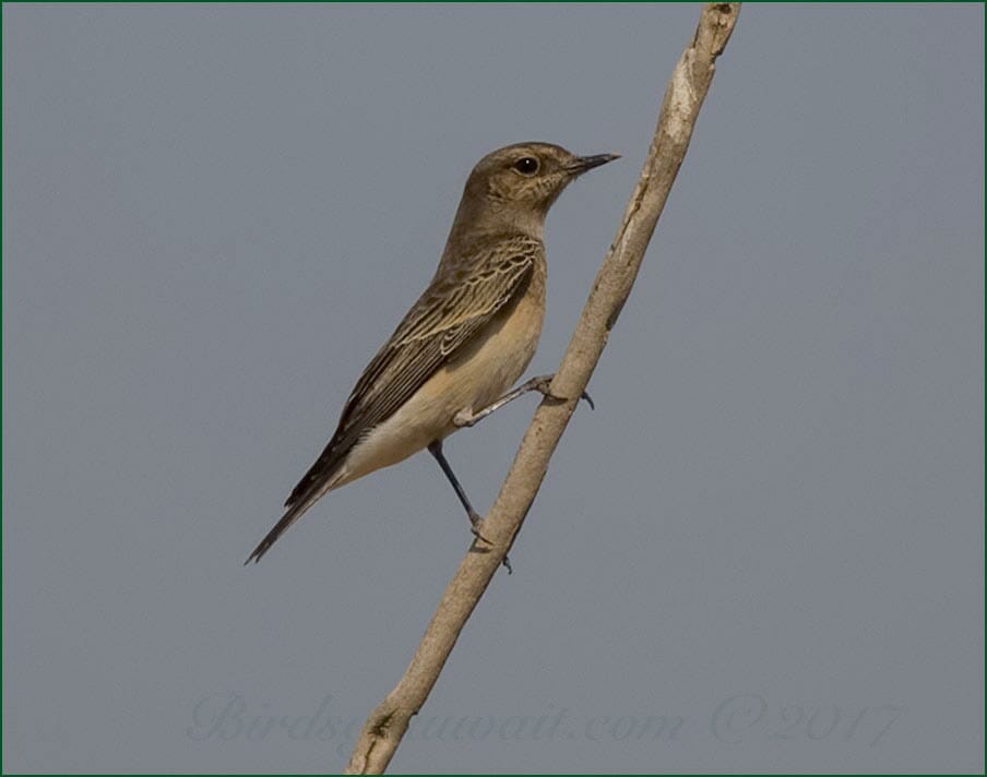 Pied Wheatear Oenanthe pleschanka
