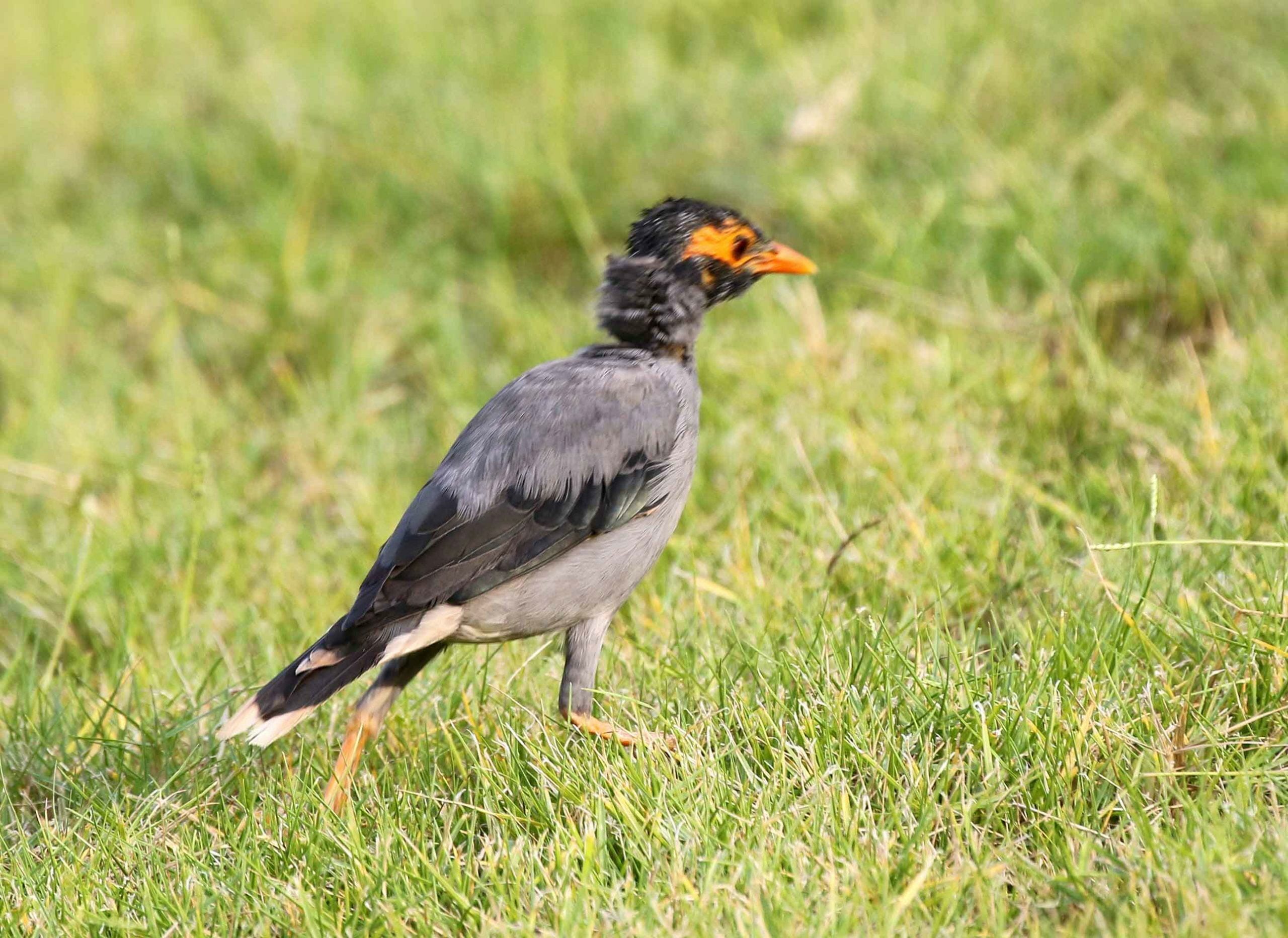 Bank Myna running