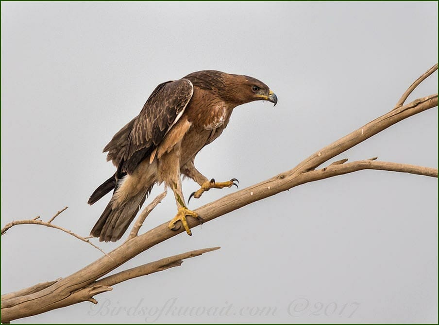 Bonelli's Eagle Aquila fasciata