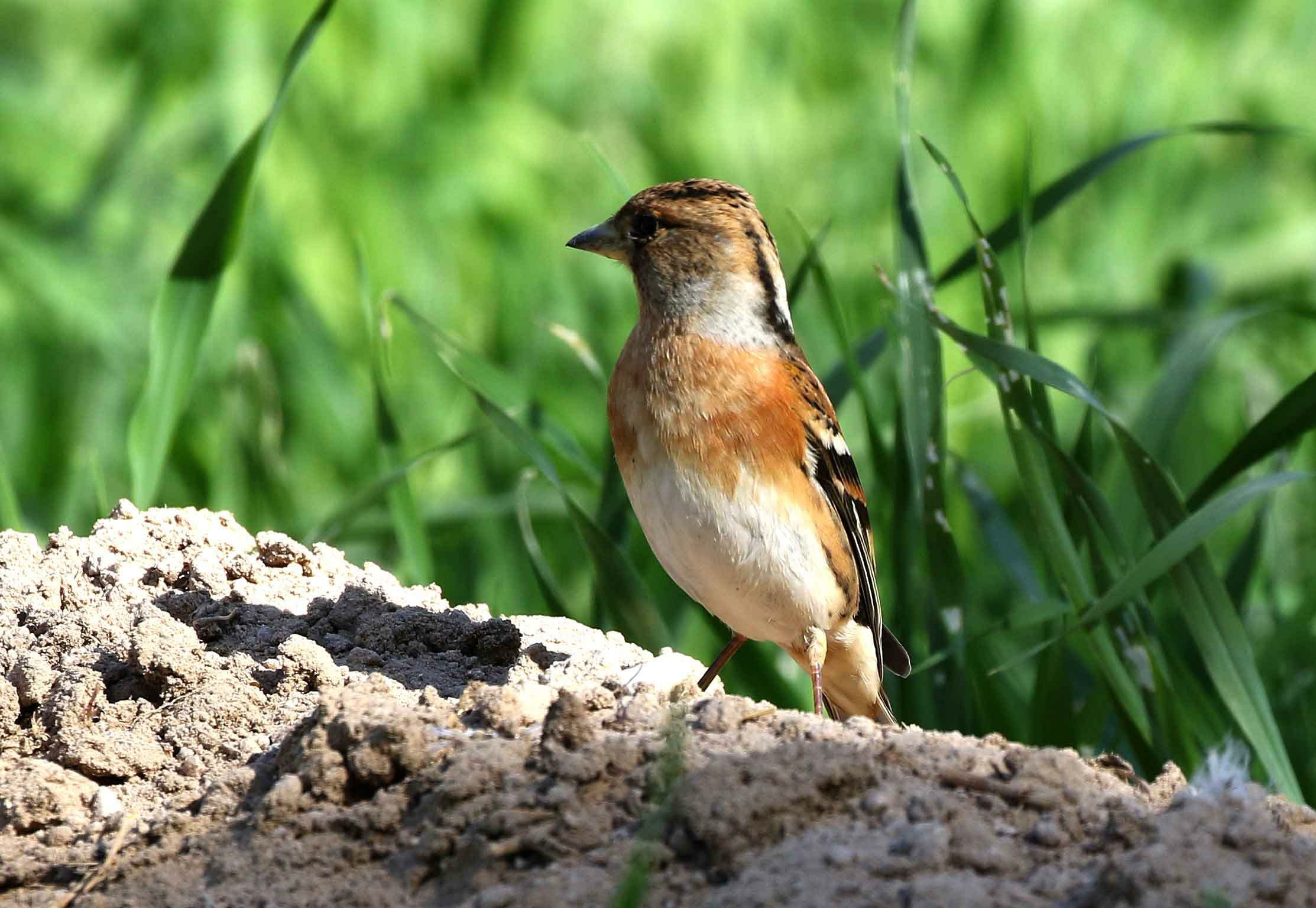 Brambling on the ground