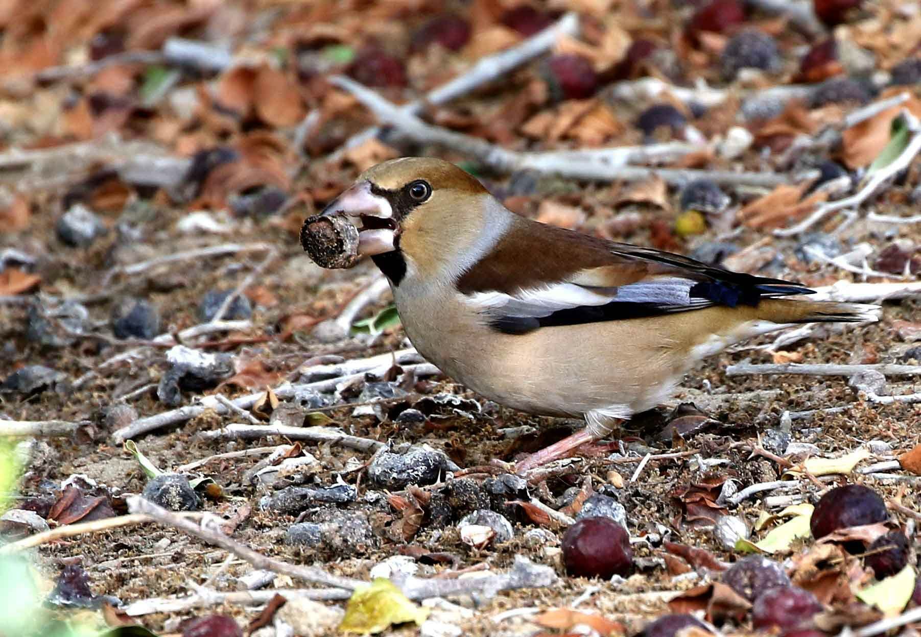 Hawfinch feeding Ziziphus Spina-christi fruit
